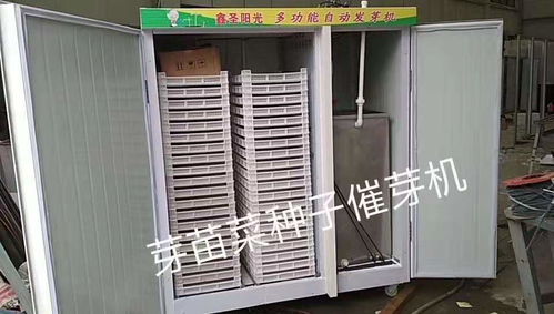 油菜種子報價 廠家